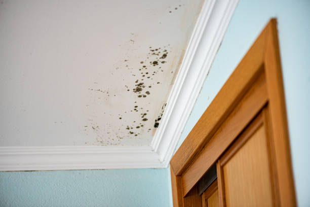 Tutwiler, MS Mold Remediation Company