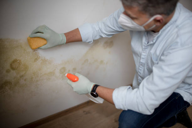 Best Post-Flood Mold Remediation in Tutwiler, MS