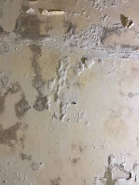 Best White Mold Remediation in Tutwiler, MS