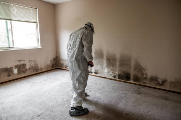 Best Basement Mold Remediation in Tutwiler, MS